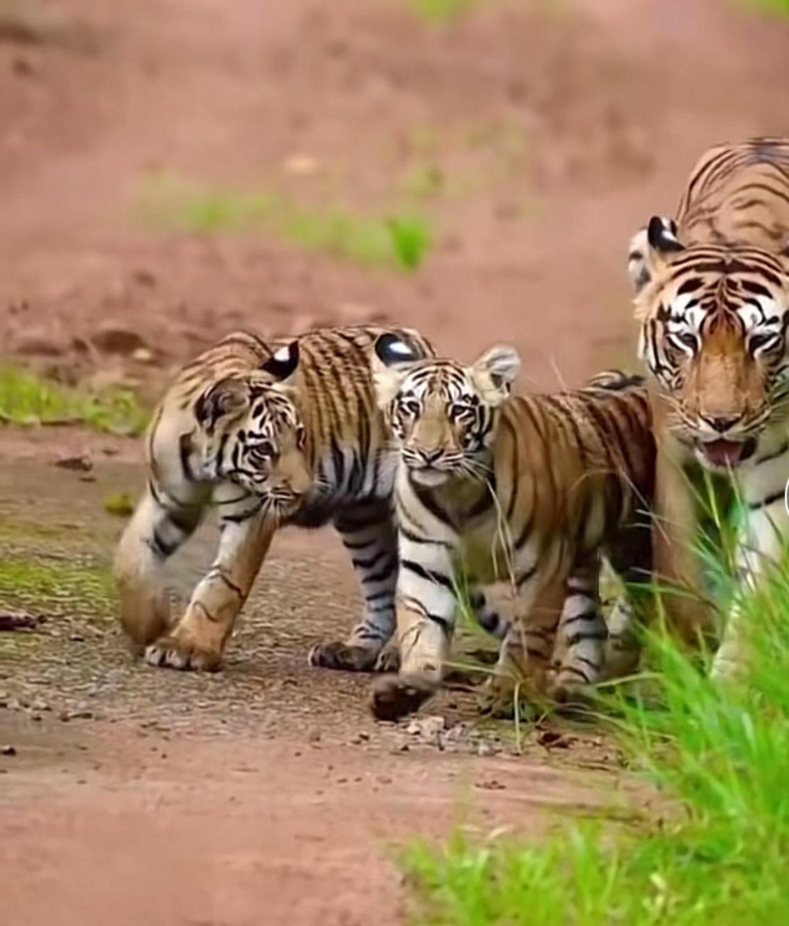 Jungle Wildlife Camp Hotel Sauraha Exterior foto