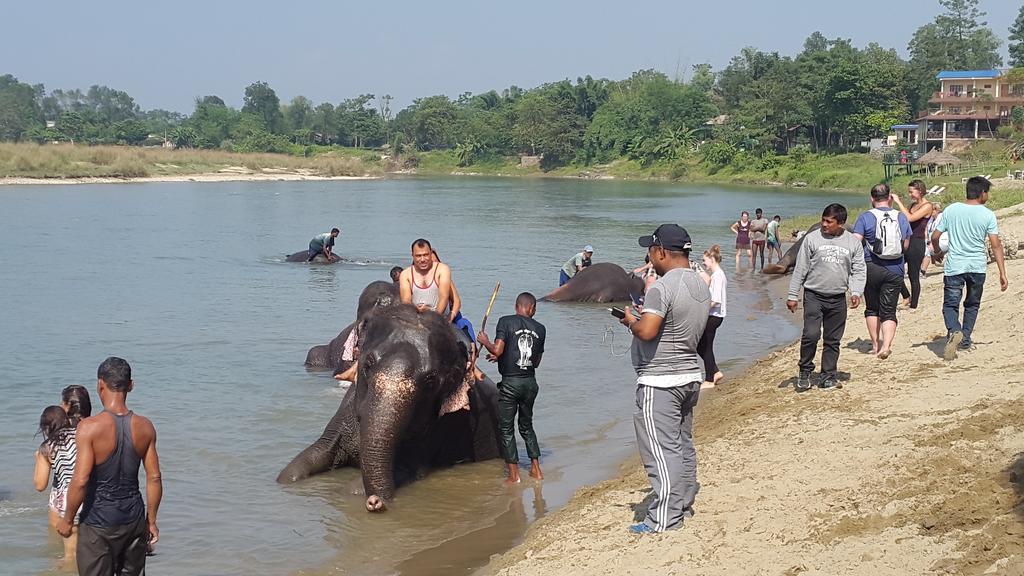 Jungle Wildlife Camp Hotel Sauraha Exterior foto
