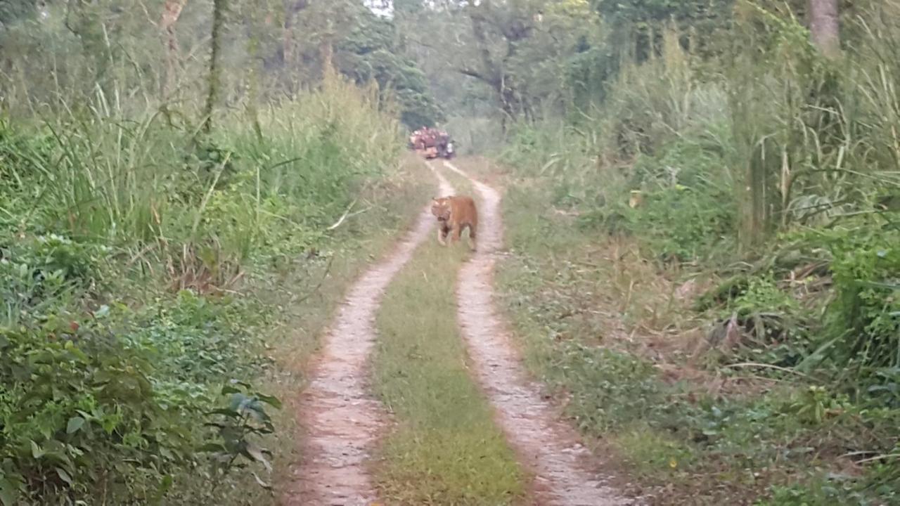 Jungle Wildlife Camp Hotel Sauraha Exterior foto